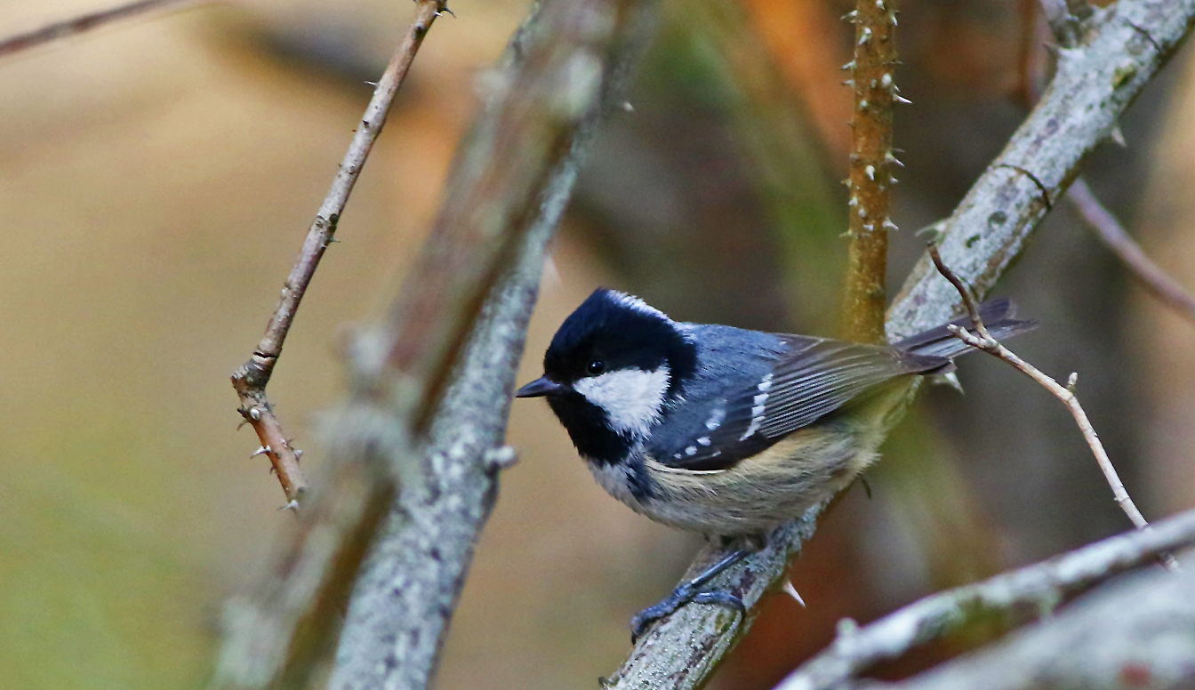 Coal Tit